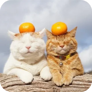 🐱 emoji 🍊 @shchobshokuvaty Telegram sticker 9 of 30