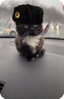 🌟 emoji Блатной котяра🂾 Telegram sticker 14 of 50