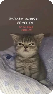 😡 emoji Блатной котяра🂾 Telegram sticker 23 of 50