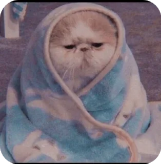 😊 emoji Блатной котяра🂾 Telegram sticker 21 of 50