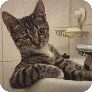 Sticker from Блатной котяра🂾