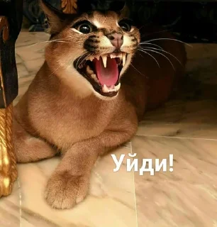 😡 emoji Шлёпа Telegram sticker 6 of 25