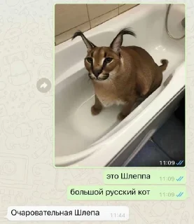 ✉️ emoji Шлёпа Telegram sticker 5 of 25