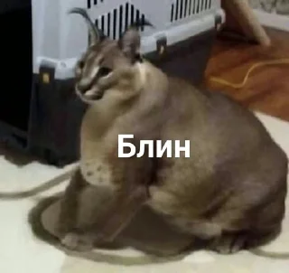 😔 emoji Шлёпа Telegram sticker 17 of 25