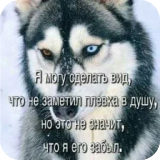 🐶 emoji Волки🔮🔮 @aayrk Telegram sticker 12 of 78