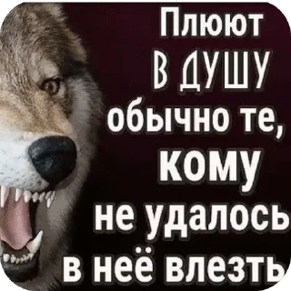 🐶 emoji Волки🔮🔮 @aayrk Telegram sticker 15 of 78