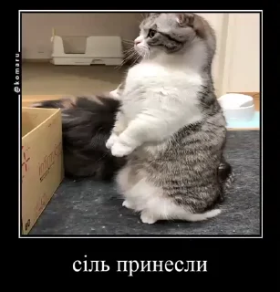 😁 emoji Український Komaru Telegram sticker 22 of 50