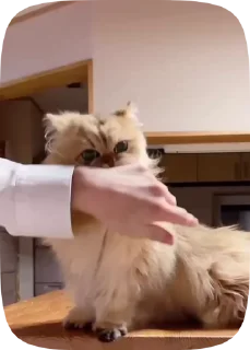🐈 emoji Бот со стикерами: @RomanceGuidesBot Telegram sticker 10 of 32