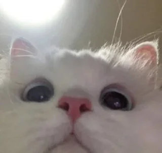❤️ emoji котики Telegram sticker 13 of 24