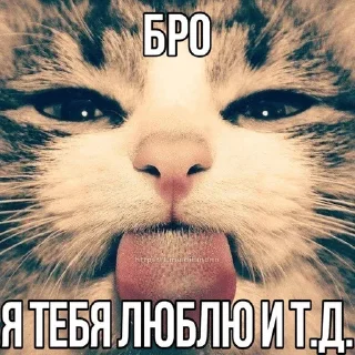 🌟 emoji котики Telegram sticker 5 of 11