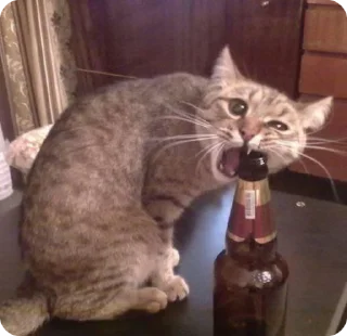 🌟 emoji catcatcat @lipalozms Telegram sticker 9 of 28