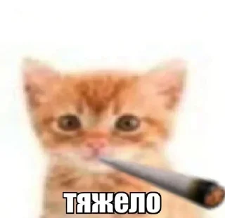 🚬 emoji Секретик ➡️ @hornystiki Telegram sticker 20 of 116