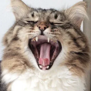 Sticker from Cat Emoji @GIFSTIKI 😻