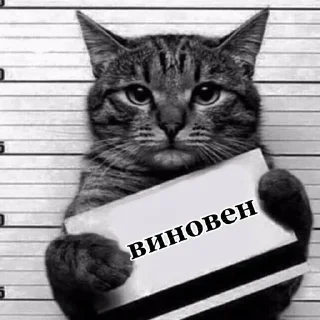 😼 emoji Кисики Telegram sticker 16 of 107