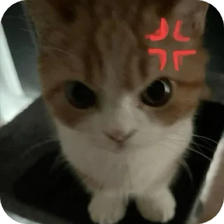 🐱 emoji xz $ Telegram sticker 18 of 51