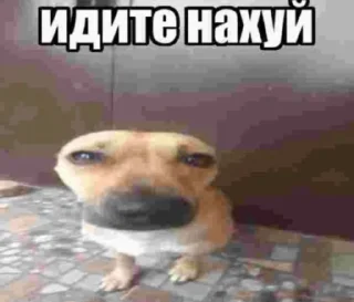 Sticker from парень ты еблан