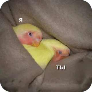 🐦 emoji @StickerEdit_bot :: @StickerEdit Telegram sticker 12 of 92