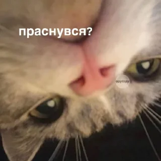 🤨 emoji лизочка лавки Telegram sticker 16 of 41