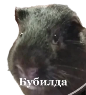🤯 emoji лютий зроз Telegram sticker 24 of 46