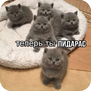 👏 emoji КоТиКи и не только от @ShisunShen Telegram sticker 24 of 52