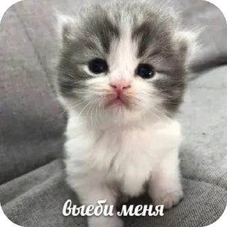 🫥 emoji Китики и не только Telegram sticker 10 of 120