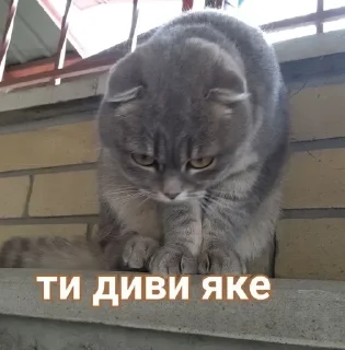 🧐 emoji Рисік Telegram sticker 5 of 80