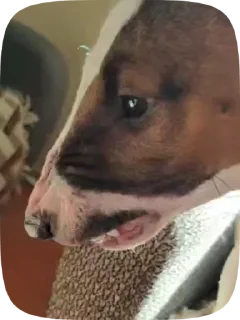 😡 emoji Булка Гусь и Все Все Все Telegram sticker 23 of 47