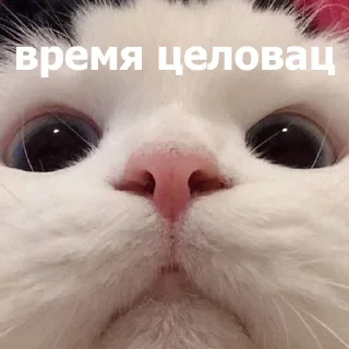 😚 emoji Маруська что-то мутит Telegram sticker 10 of 120