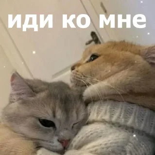 🥹 emoji Маруська что-то мутит Telegram sticker 22 of 120
