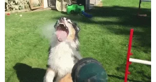 Sticker from Dog_puppies
