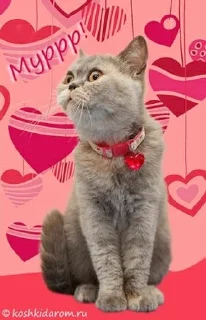 Sticker from Кошак