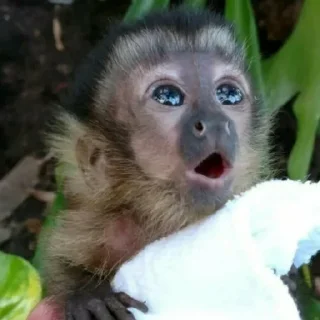 😱 emoji Манки кинг Telegram sticker 19 of 25