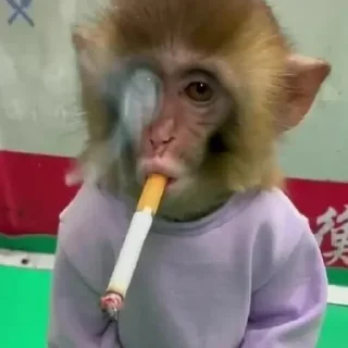 🚬 emoji Манки кинг Telegram sticker 23 of 25