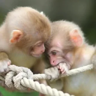 🥺 emoji Манки кинг Telegram sticker 17 of 25