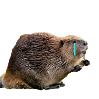 Sticker from Бобёр/Bober