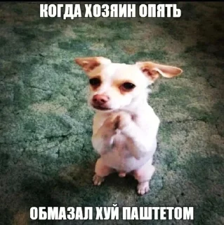 😇 emoji Пак рандом фото от @orisomi Telegram sticker 19 of 82