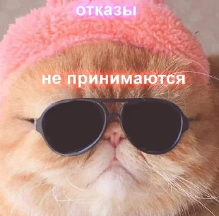 ✅ emoji Cats Mood by Agente Telegram sticker 21 of 77