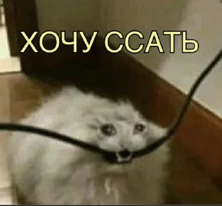 🚻 emoji Cats Mood by Agente Telegram sticker 23 of 77