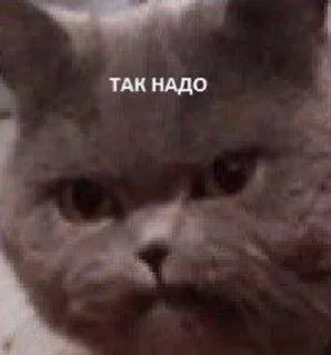 🤫 emoji Cats Mood by Agente Telegram sticker 20 of 77