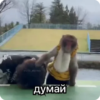 🧠 emoji Мої мавпочки п'ять @Packek @zroz_monkey Telegram sticker 11 of 50