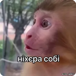 😱 emoji Мої мавпочки п'ять @Packek @zroz_monkey Telegram sticker 6 of 50