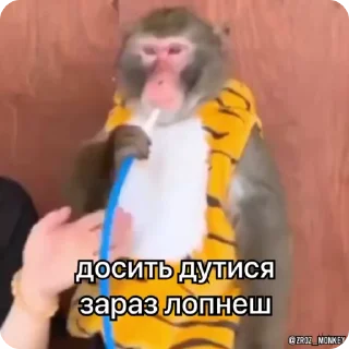 🤣 emoji Мої мавпочки п'ять @Packek @zroz_monkey Telegram sticker 9 of 50