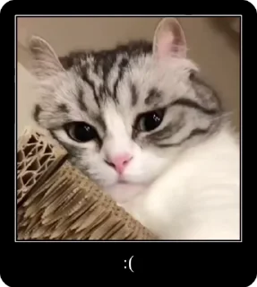😞 emoji Колапс модерну @solovyy Telegram sticker 15 of 50