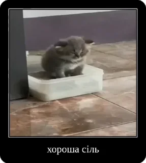 Sticker from Сольовик і неформали @solovyy