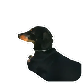 🤨 emoji Такса Черри ➡️ @Ctikerubot Telegram sticker 8 of 40