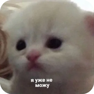 🥺 emoji Мама Люба Давай Telegram sticker 8 of 15