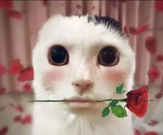 🌹 emoji Kot Takeru Telegram sticker 11 of 17