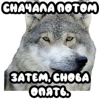 🕘 emoji Волки @stickernayaa Telegram sticker 7 of 25