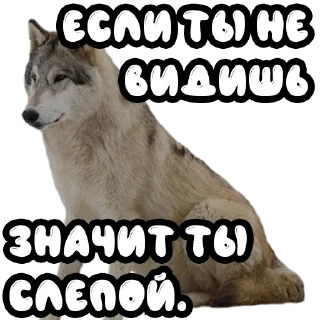 👀 emoji Волки @stickernayaa Telegram sticker 12 of 25