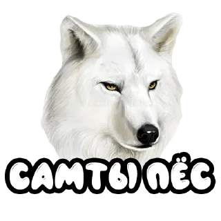 🐕 emoji Волки @stickernayaa Telegram sticker 9 of 25